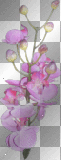 deco fleurs rose transparent -c