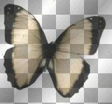LATO SUMMER  TRANSPARENT DECO BUTTERFLY BLACK