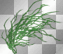 Gras