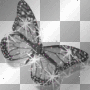 BUTTERFLY BUTTERFLY