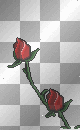 blooming wild red rose