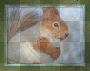 Eat squirrel by papuzzetto