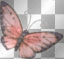 butterfly rose