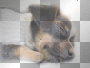 Dog cute • 
