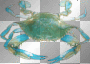 Crab