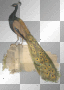 oiseau paon deco transparent -c