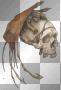 dragon skull