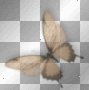 butterfly brown negro transparent deco mariposa cafe black [1ֆ]