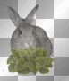 Bunnyyy!!! :) ♥