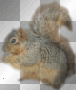 Squirrel Squirrel