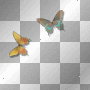 amon // butterflies
