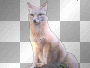 renard