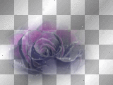amon // rose