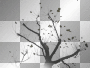 amon // autumn tree
