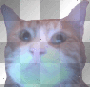 Kitty Cat