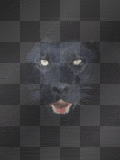 MELBA  CAT PANTERA NEGRA
