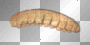 Grub