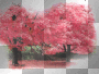 autumn trees