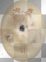 deco lapin sweet p deco lapin sweet p