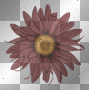deco automne fleur transparent -c