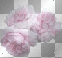 deco roses rose blanc transparent -c deco roses rose blanc transparent -c
