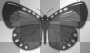 butterfly black white silver ©dK