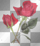 Red Roses - TracyMcGibbon Red Roses - TracyMcGibbon