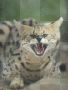 Serval che soffia!