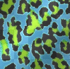 animal print