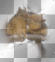 amon // squirrels