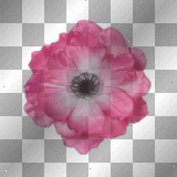 pink transparent deco rose vintage flower white rosa [1ֆ]