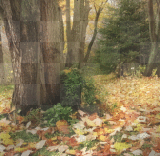 Background Nature (MBT)