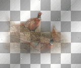 AJESIEN AUTUMN FALL TRANSPARENT BIRD
