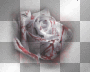 blood rose blood rose