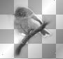 Bird black white 