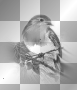 Bird black white Bird black white