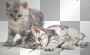 Cora cats