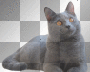 FANTASY VINTAGE GOTHIC CAT
