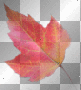 Cora leaf