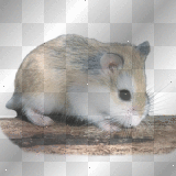 robo dwarf hamster 2 
