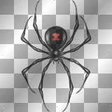 deco halloween araignée -c