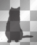 black cat