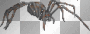 MELBA ARAÑA