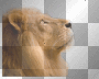 lion,.