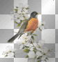 bird