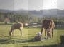 ranch