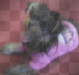 Yorkie~Sassy