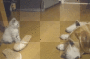 cat fight