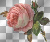 Vintage Pink Rose