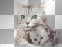 cats/dreamgirl54
